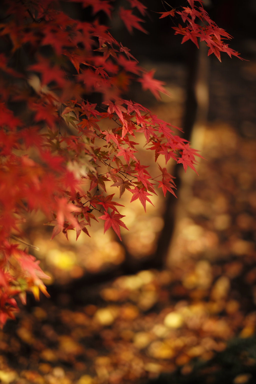 LOVE SUMMILUX