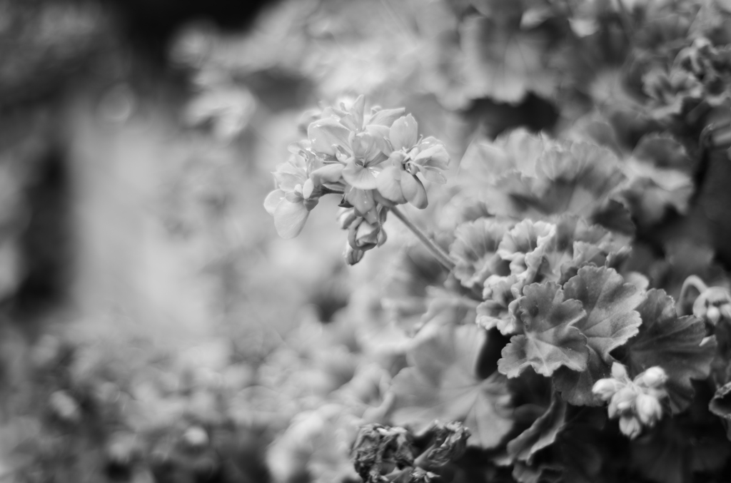 　Geranium　Star　