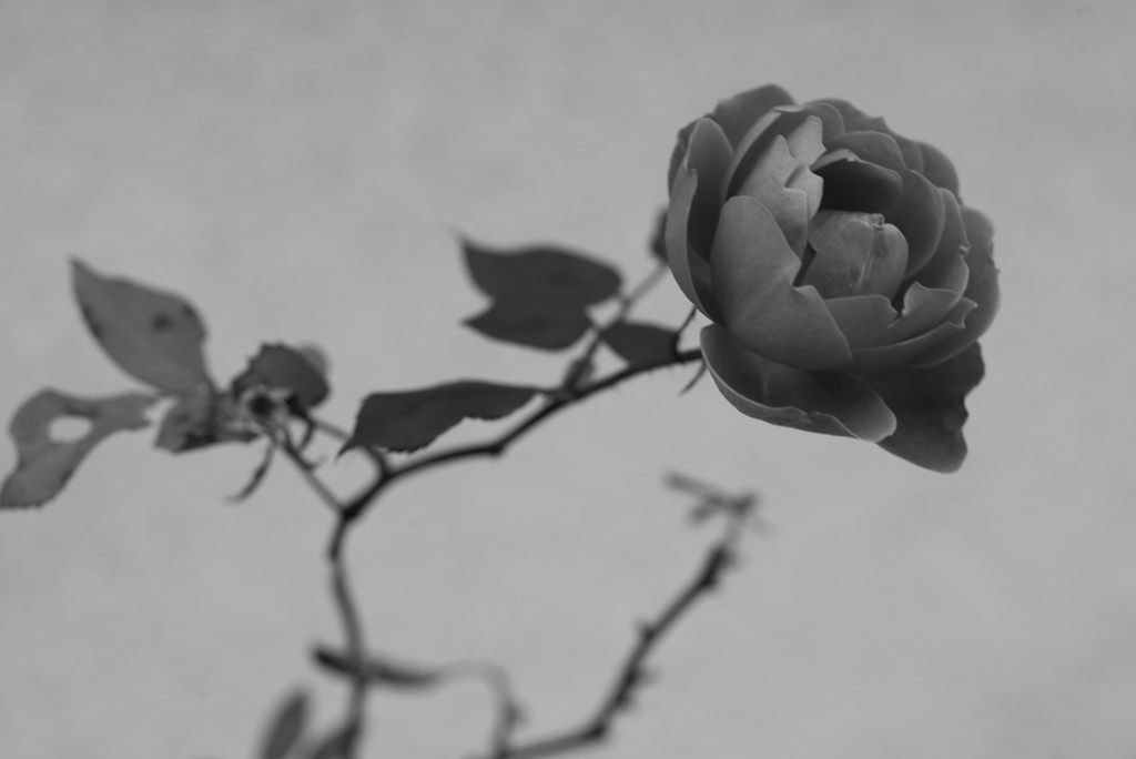 MM 超ROSE