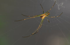 　Spider Spin