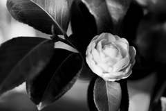 「　 Camellia　」