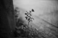 薔薇仙人