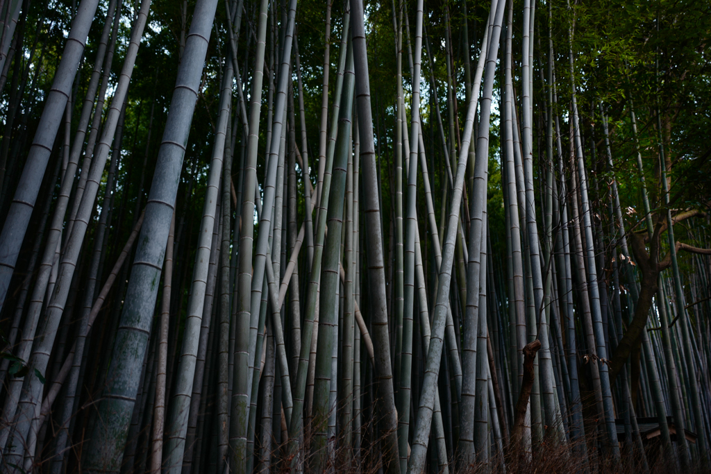 嵐山・竹林