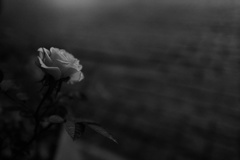 Q-P ROSE