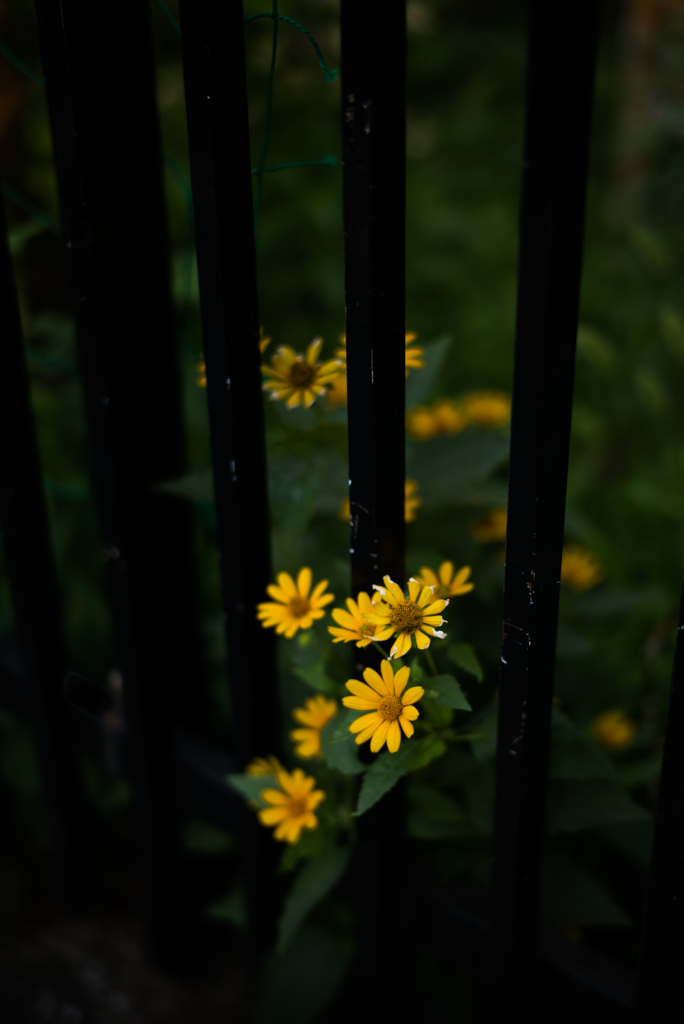 a bouquet