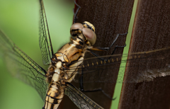 a Dragonfly 2