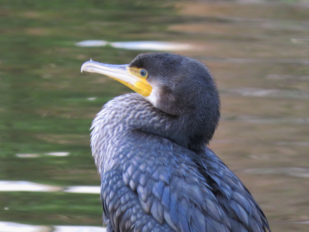 カワウさん