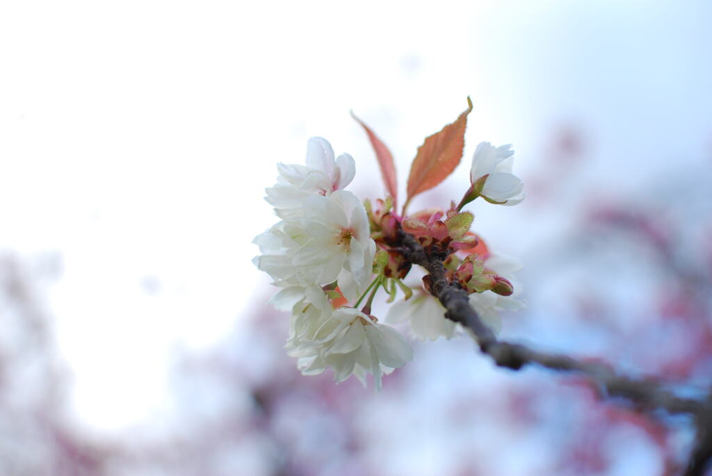 桜