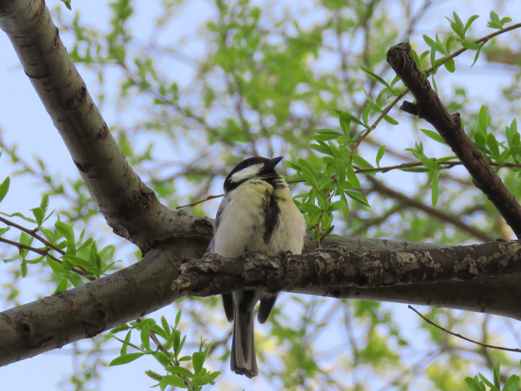 若葉薫るシジュウカラ