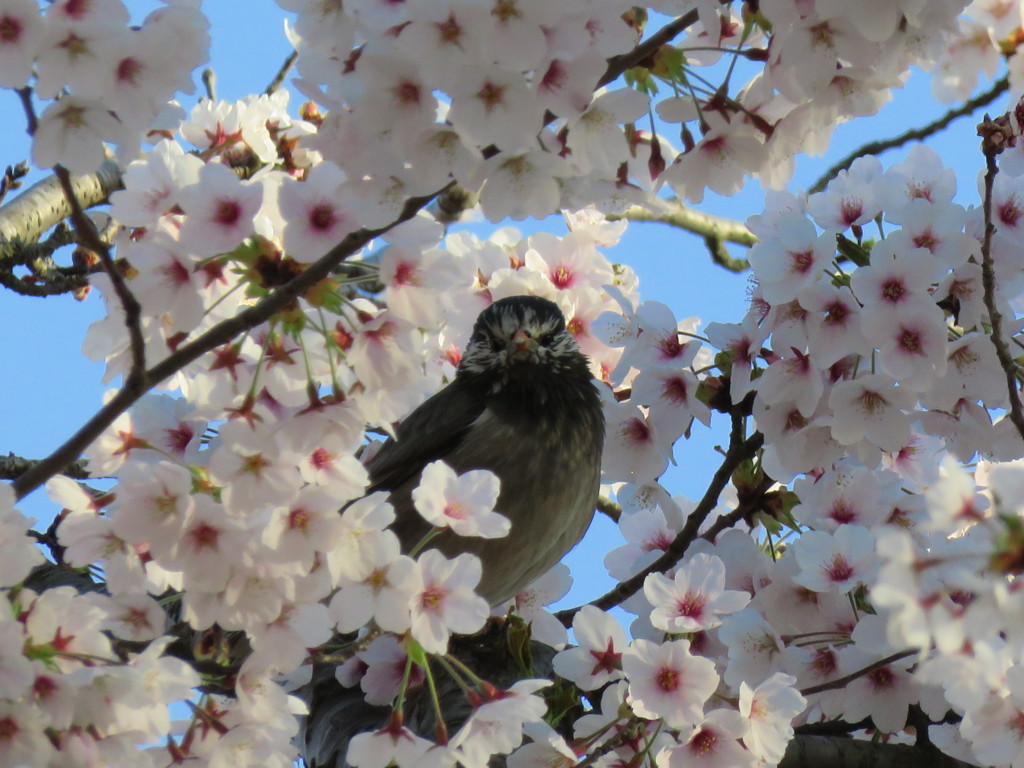 桜に囲まれたムクドリさん