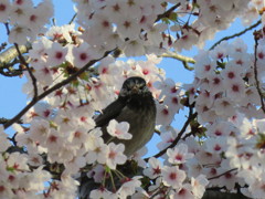 桜に囲まれたムクドリさん