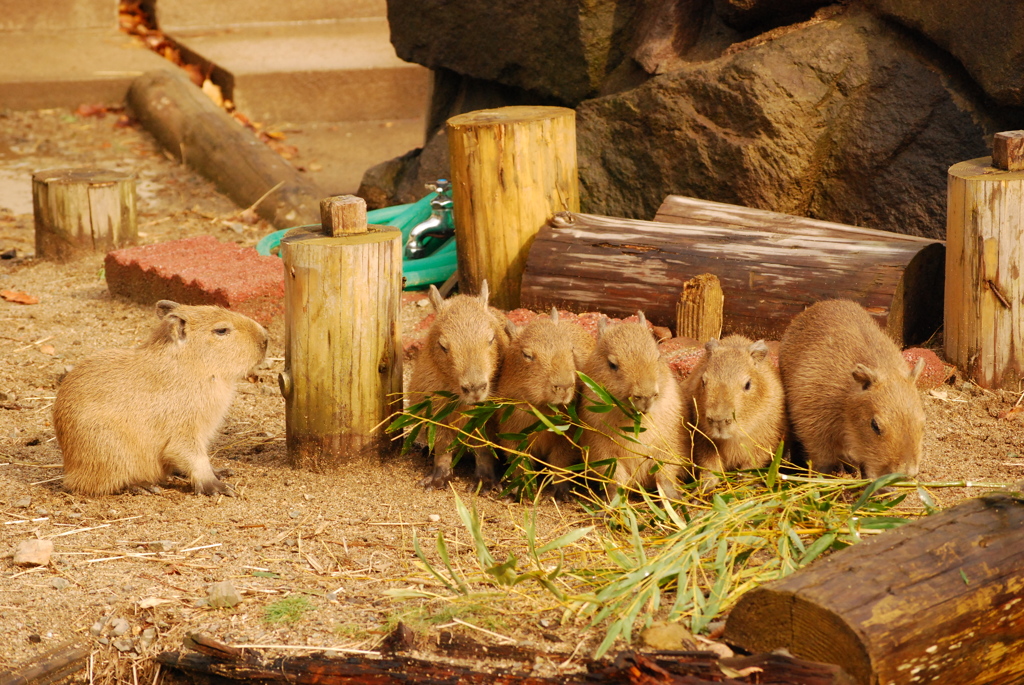 capybara kids