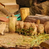 capybara kids