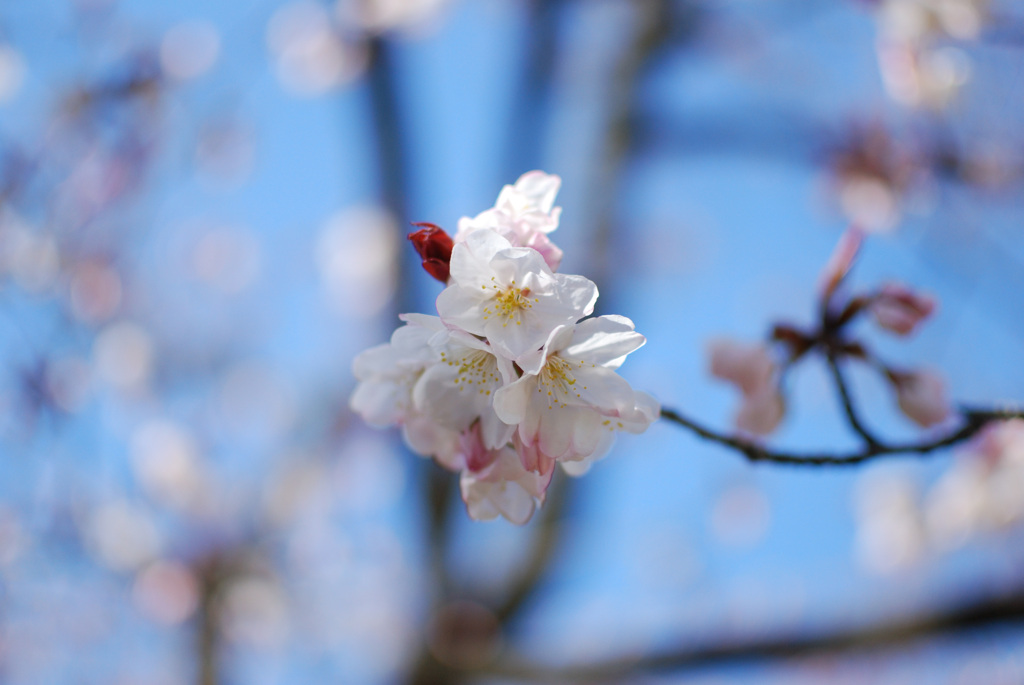 桜