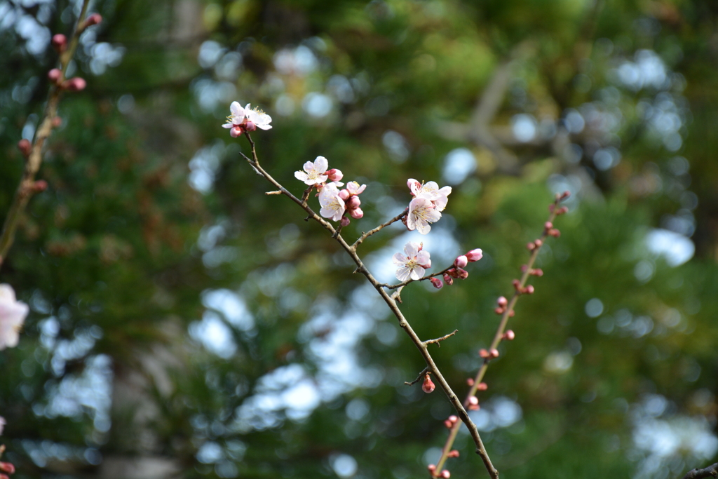 梅の花