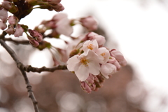 桜