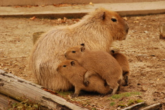 みんなで くっつく