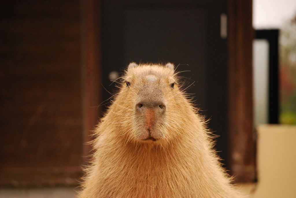 証明写真その2