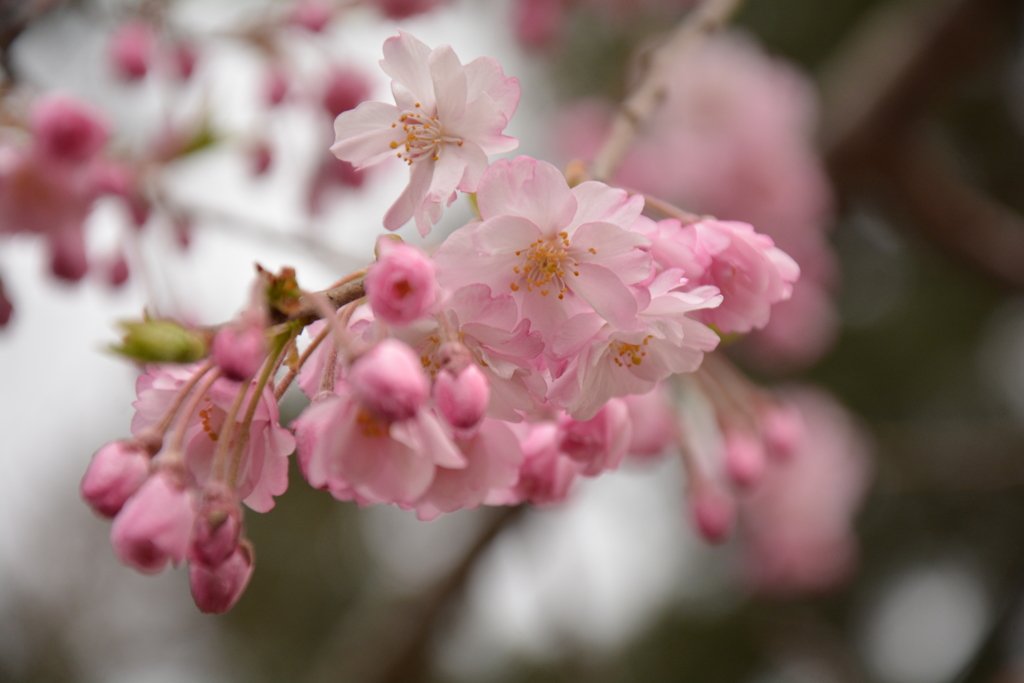 しだれ桜