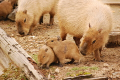 パパと子供たち