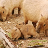 パパと子供たち