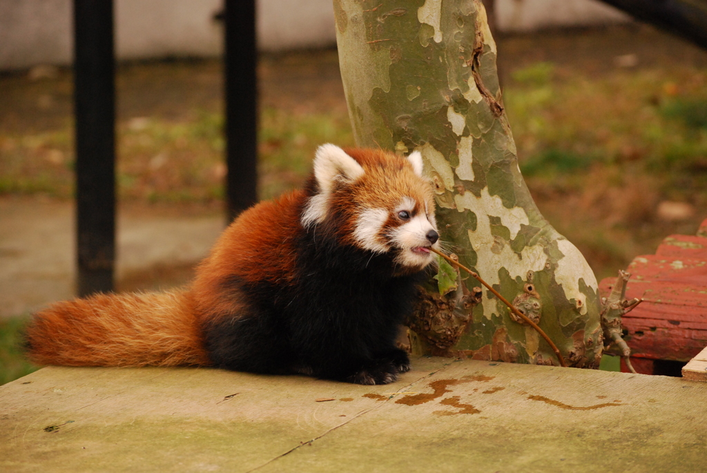 レッサーパンダベビー