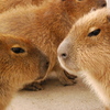 カピバラお悩み相談室