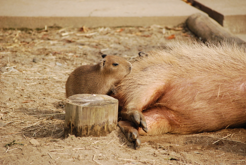 赤ちゃんカピバラとお腹