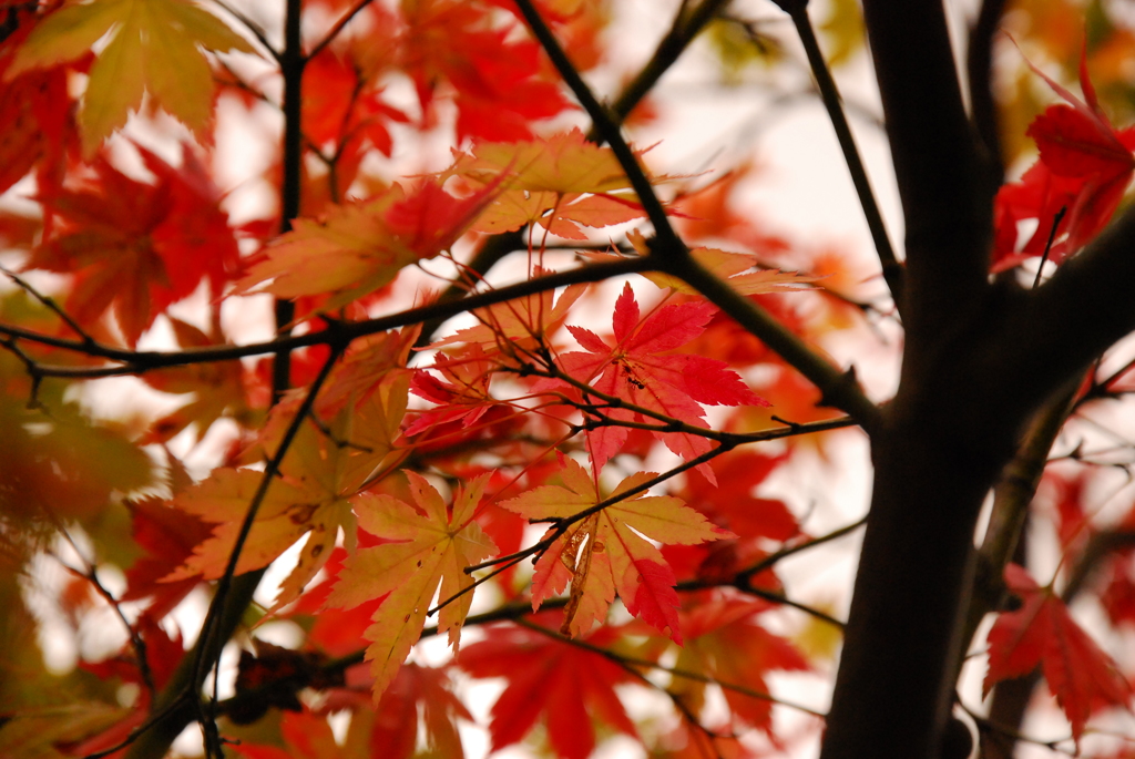 蟻の紅葉狩り