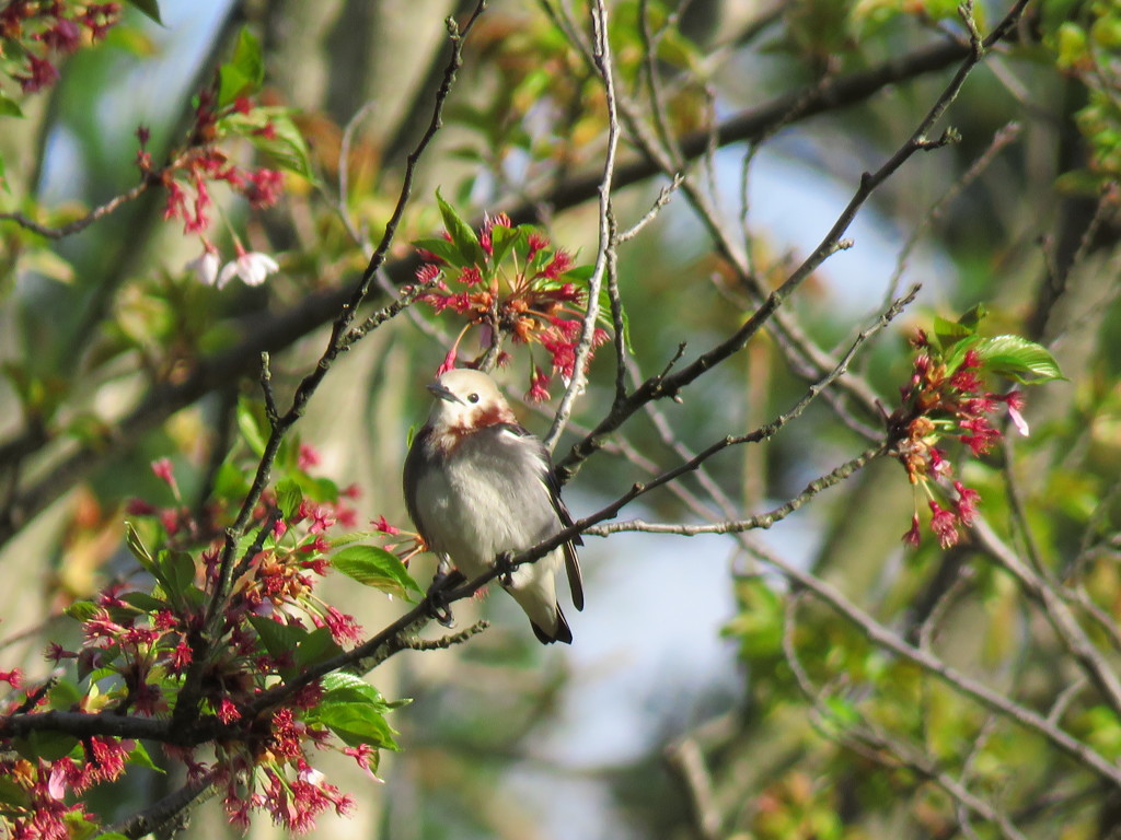 桜が散ってもコムクドリさん