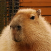 ふわふわ