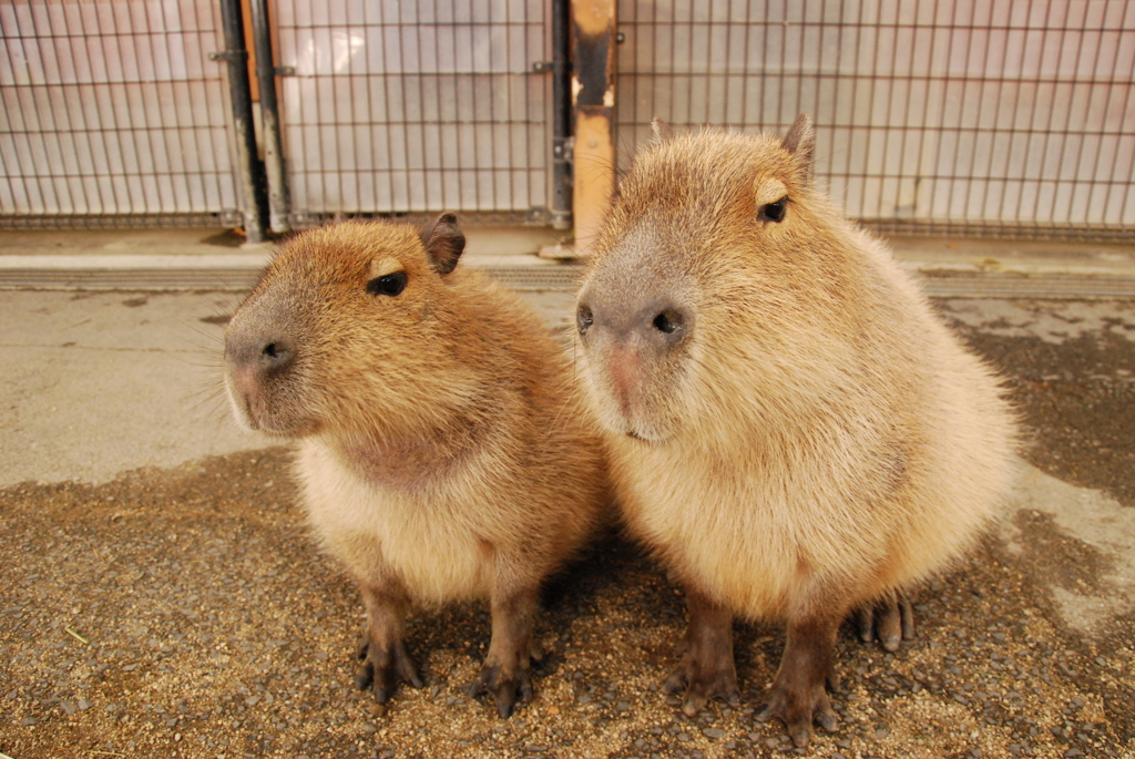 うまいもん、くれるんですか？？