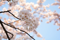 桜と青空