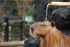 打たせ湯、気持ちいいなぁ