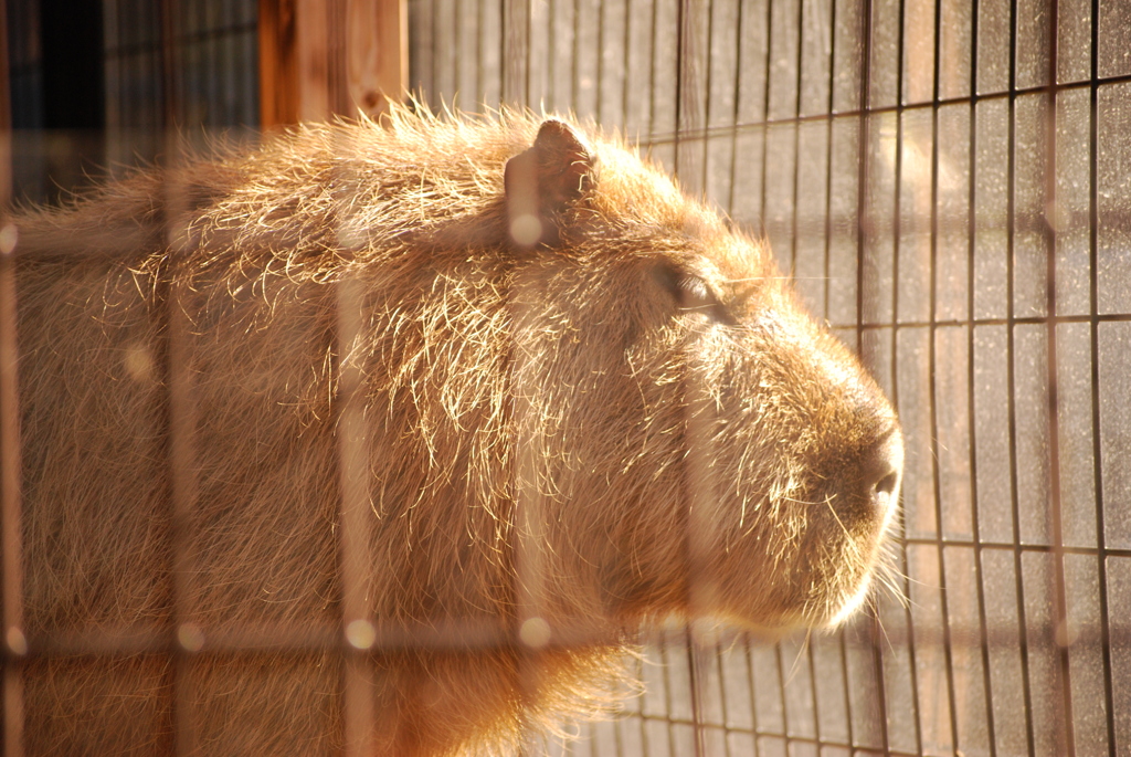 カピバラのマオさん