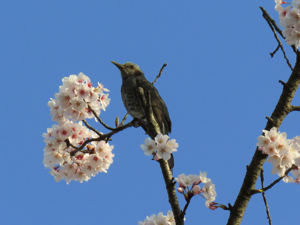 桜とヒヨドリ