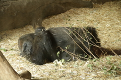 暑さに負けた動物たち②