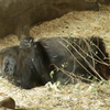 暑さに負けた動物たち②