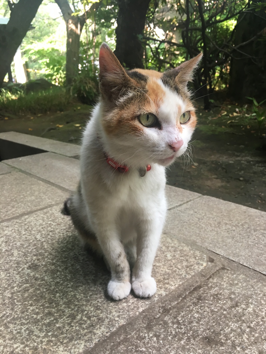 地域猫-4