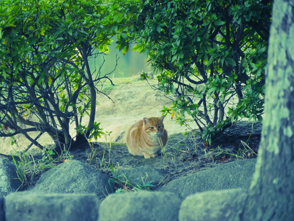 早朝公園猫