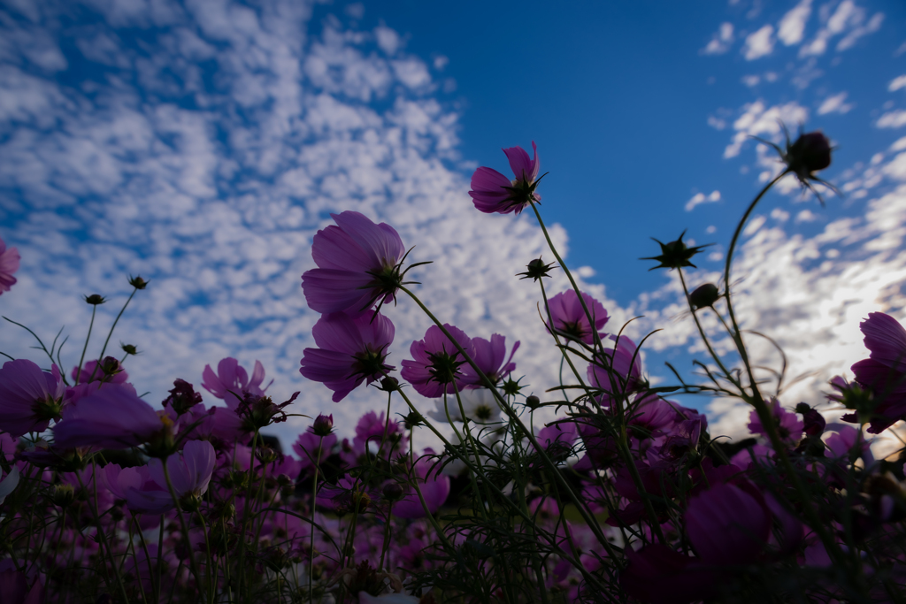 秋空冴えて秋桜舞う