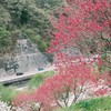 桃越しに