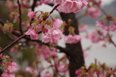 春に雨が降って…