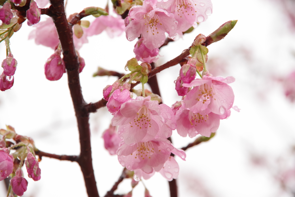 雨の日の桜