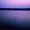 湖の中に一本