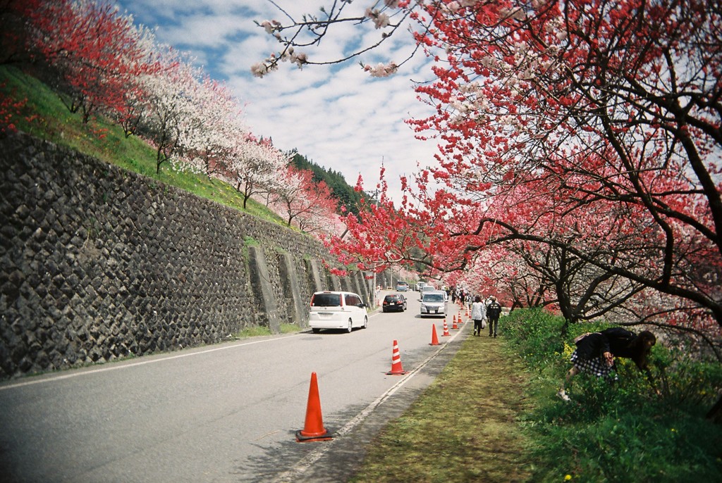 花桃街道