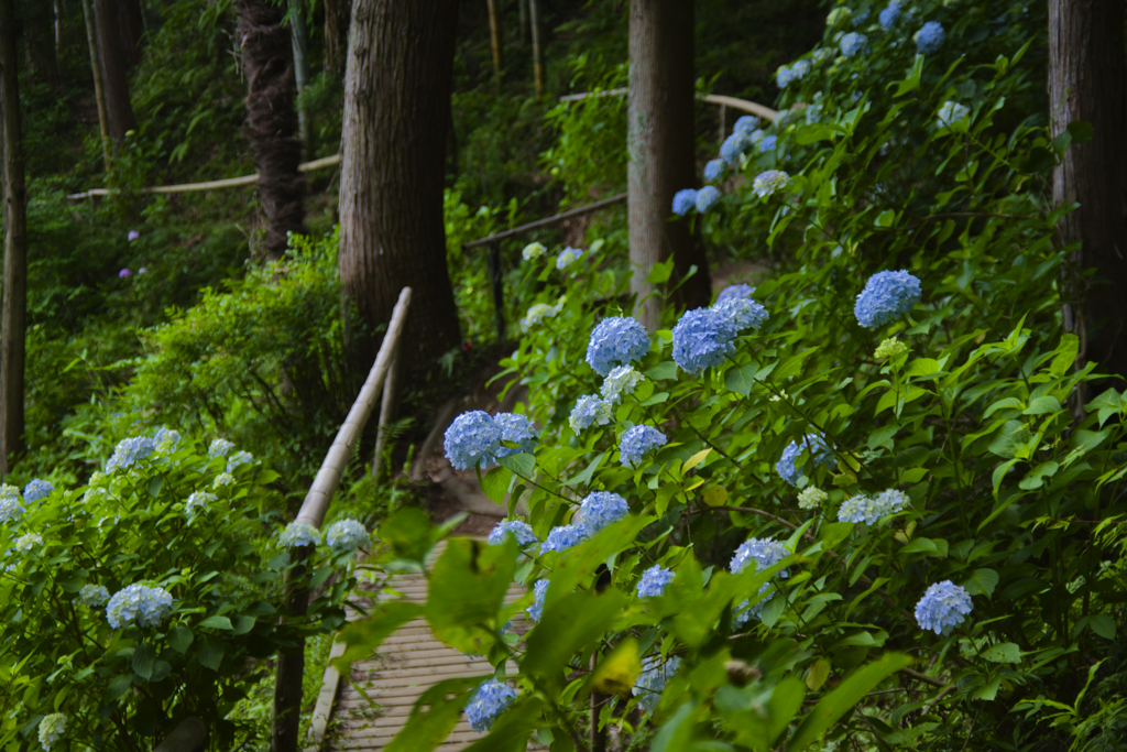 紫陽花の咲く場所