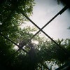 藤の空