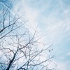 秋の名残と飛行機雲