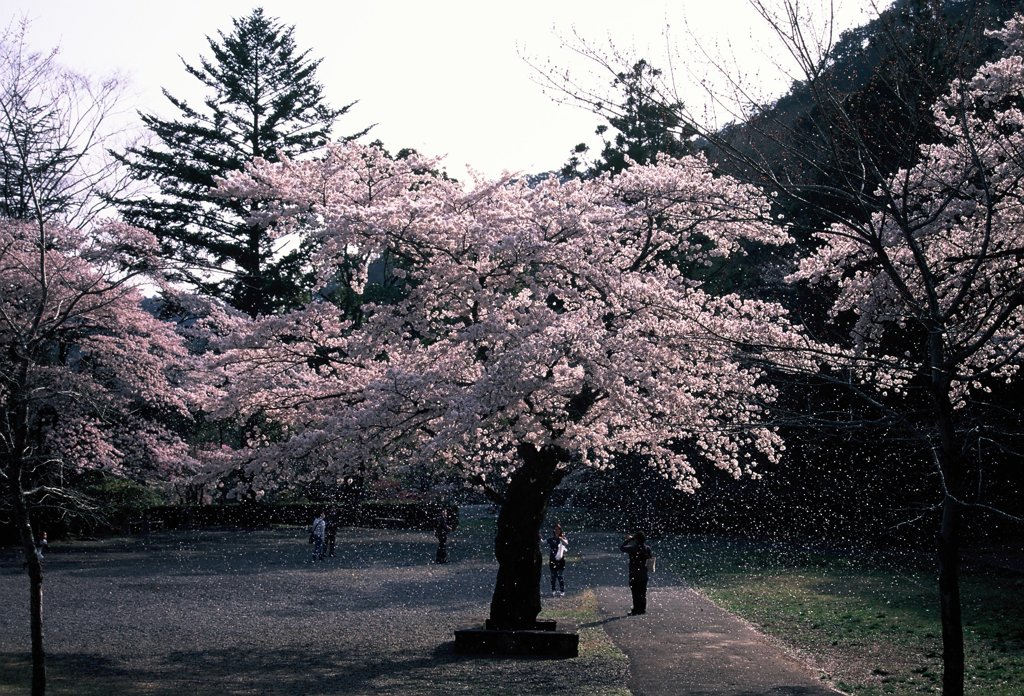 桜のシャワー